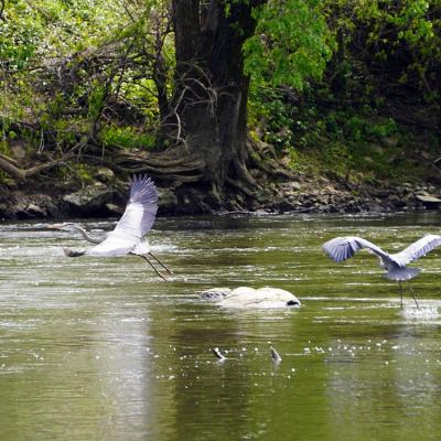 Birds on the River